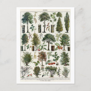 botanische illustratie van bomen briefkaart