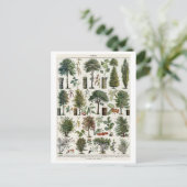  botanische illustratie van bomen briefkaart (Staand voorkant)