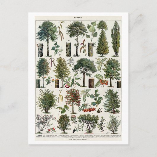  botanische illustratie van bomen briefkaart (Voorkant)