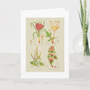 Botanische Illustratie van Bord I Bedankkaart