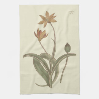 Botanische illustratie van Cape Tulip Theedoek