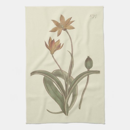 Botanische illustratie van Cape Tulip Theedoek (Verticaal)