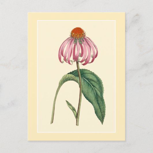 Botanische illustratie van conefloer briefkaart (Voorkant)