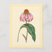 Botanische illustratie van conefloer briefkaart (Voorkant)