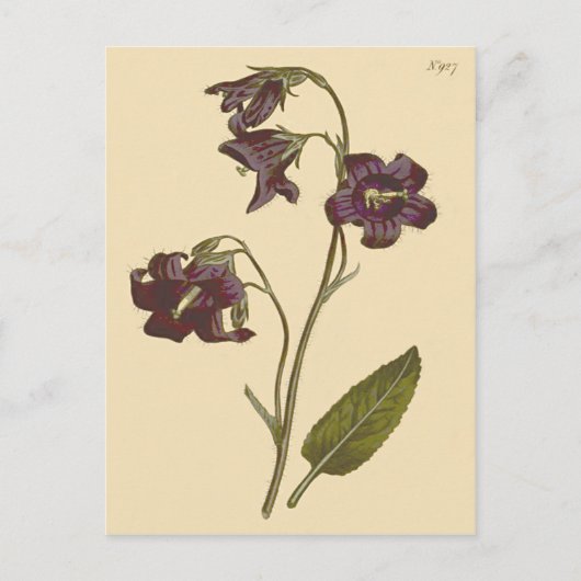 Botanische illustratie van de bladbloem briefkaart (Voorkant)