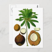 Botanische illustratie van de kokosnootboom briefkaart (Voorkant / Achterkant)
