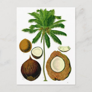 Botanische illustratie van de kokosnootboom briefkaart