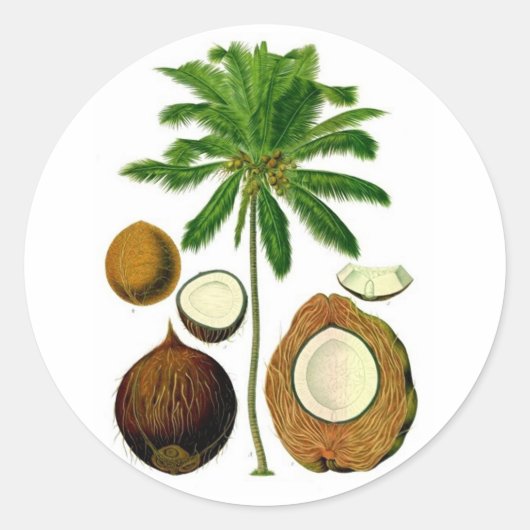 Botanische illustratie van de kokosnootboom ronde sticker (Voorkant)