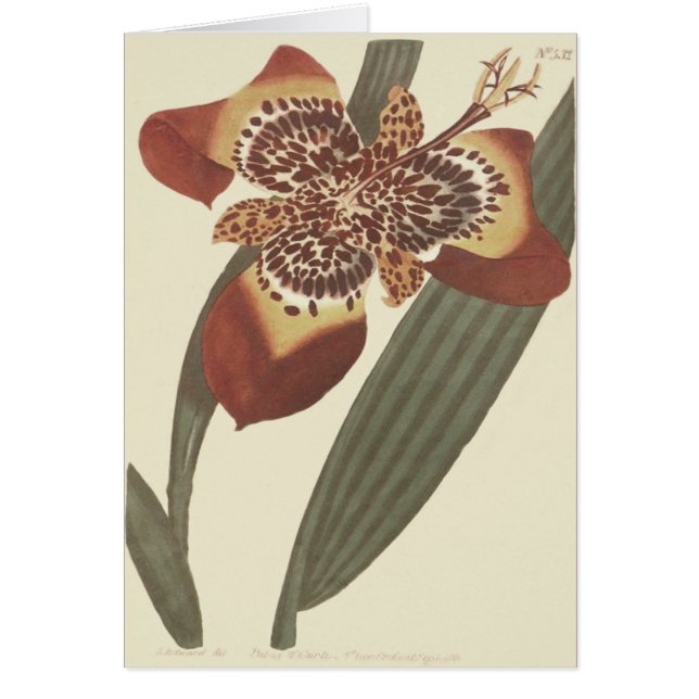 Botanische illustratie van de tijgerbloem (Voorkant)