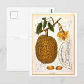  botanische illustratie van Durian Briefkaart (Voorkant / Achterkant)