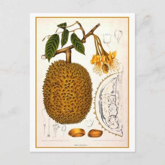  botanische illustratie van Durian Briefkaart (Voorkant)