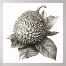 Botanische illustratie van een Durian Fruit