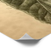  botanische illustratie van een harde vrucht poster (Hoek)