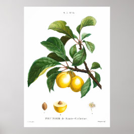 botanische illustratie van een plum poster