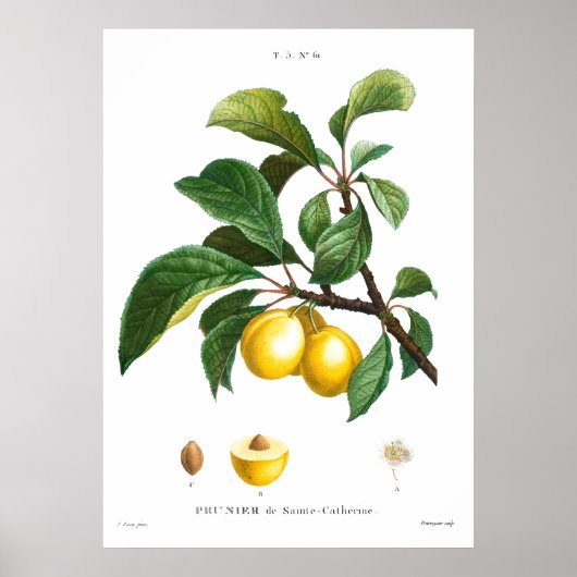  botanische illustratie van een plum poster (Voorkant)