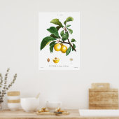  botanische illustratie van een plum poster (Keuken)