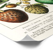  botanische illustratie van fruit poster (Hoek)