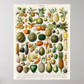  botanische illustratie van fruit poster (Voorkant)