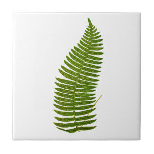 Botanische illustratie van groene en gele Fern Lea Tegeltje