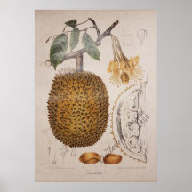 , botanische illustratie van harde vruchten