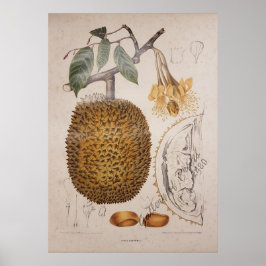 , botanische illustratie van harde vruchten poster