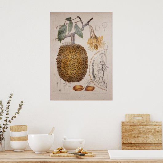 , botanische illustratie van harde vruchten poster (Keuken)