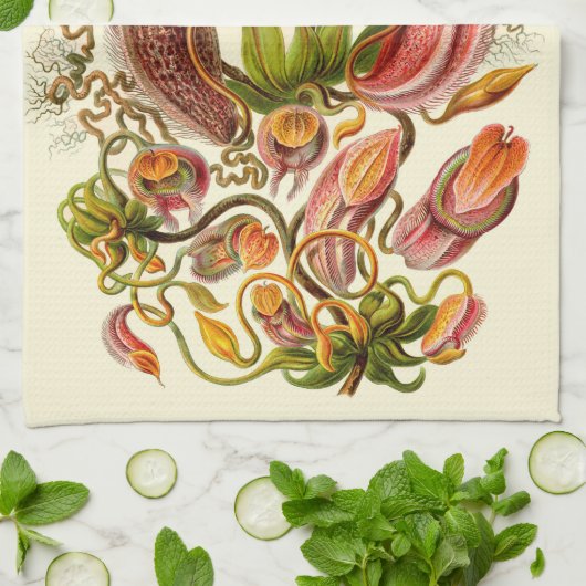 Botanische illustratie van het Plant Haeckel Pitch Theedoek (Gevouwen)