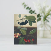 Botanische illustratie van kersen briefkaart (Staand voorkant)