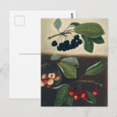 Botanische illustratie van kersen briefkaart (Voorkant / Achterkant)
