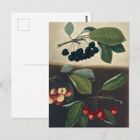 Botanische illustratie van kersen briefkaart (Voorkant / Achterkant)