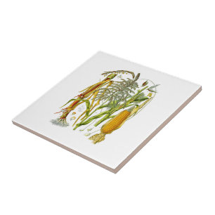 Botanische illustratie van Maïs plant Tegeltje