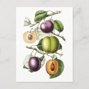 botanische illustratie van pruimen briefkaart