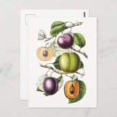  botanische illustratie van pruimen briefkaart (Voorkant / Achterkant)