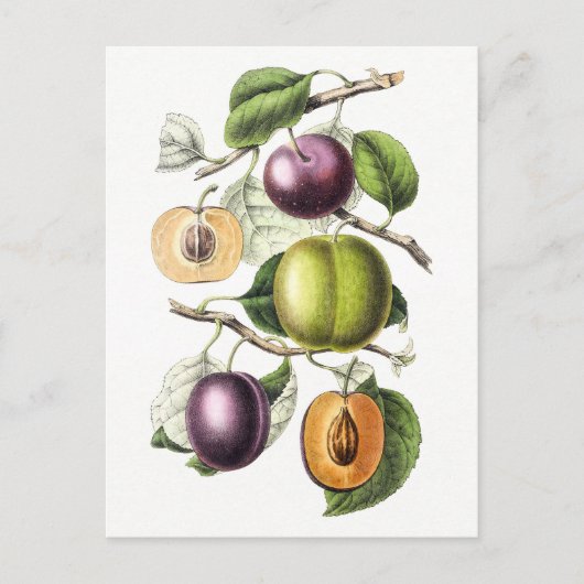  botanische illustratie van pruimen briefkaart (Voorkant)