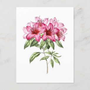  Botanische Illustratie van Roze Azalea Briefkaart
