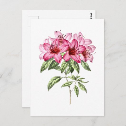  Botanische Illustratie van Roze Azalea Briefkaart (Voorkant / Achterkant)
