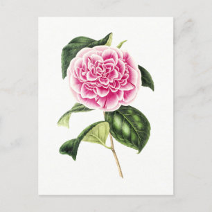  Botanische Illustratie van Roze Camellia Briefkaart