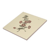 Botanische illustratie van Shrubby Pimpernel Tegeltje (Zijkant)