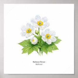 Botanische illustratie van Skeleton Flower - Kunst Poster