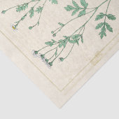 botanische illustratie Witte bloem Tissuepapier (Detail)