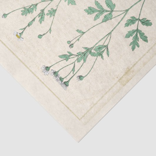 botanische illustratie Witte bloem Tissuepapier (Detail)