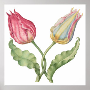  botanische illustratiebloem Tulip Poster