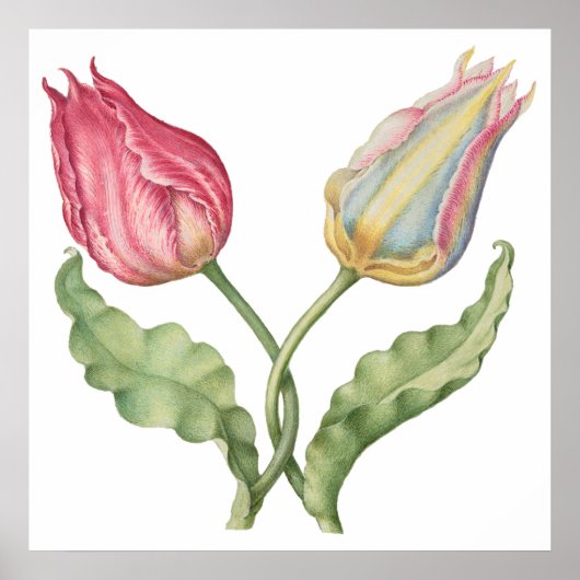botanische illustratiebloem Tulip Poster (Voorkant)