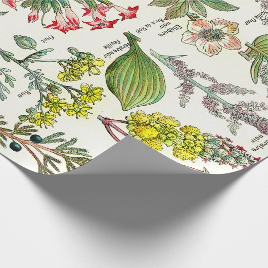 Botanische illustraties cadeaupapier (Hoek)