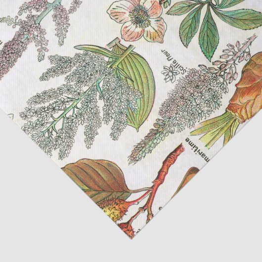 Botanische illustraties tissuepapier (Detail)