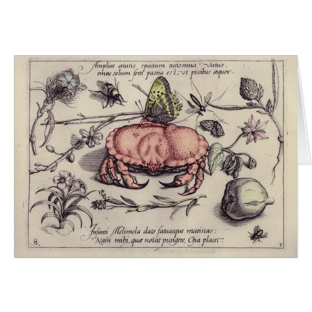 Botanische Insect Flower Illustration van krab (Voorkant Horizontaal)