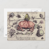 Botanische Insect Flower Illustration van krab Briefkaart (Voorkant / Achterkant)
