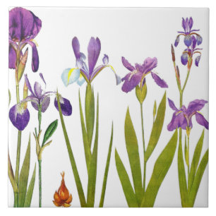 Botanische Iris Flowers Redoute Floral Garden Tegeltje