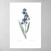 BOTANISCHE "IRIS" REDOUTÉ POSTER (Voorkant)
