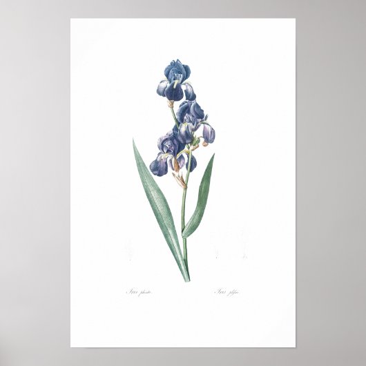 BOTANISCHE "IRIS" REDOUTÉ POSTER (Voorkant)